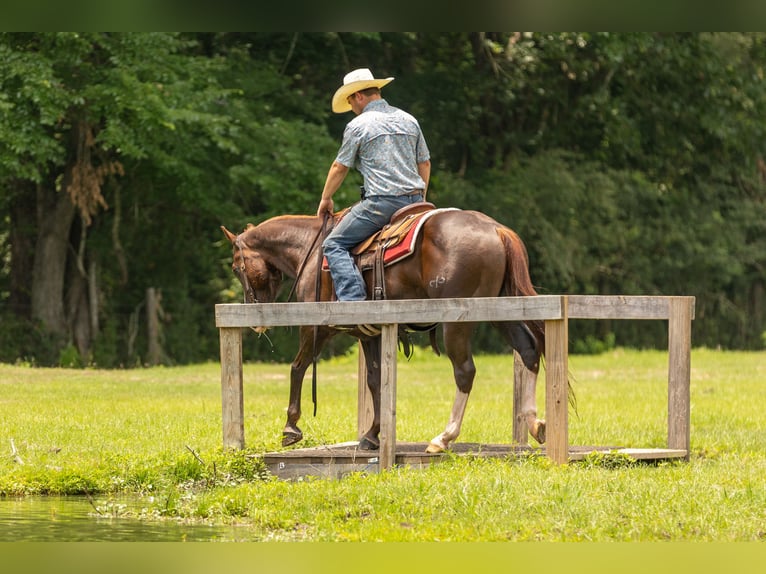American Quarter Horse Castrone 8 Anni 150 cm Sauro ciliegia in Lufkin, TX