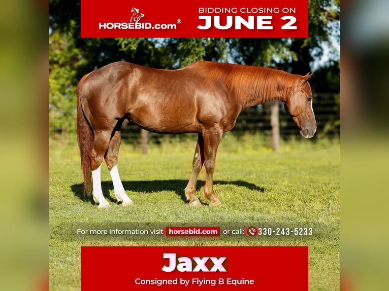 American Quarter Horse Castrone 8 Anni 150 cm Sauro ciliegia in Lufkin, TX