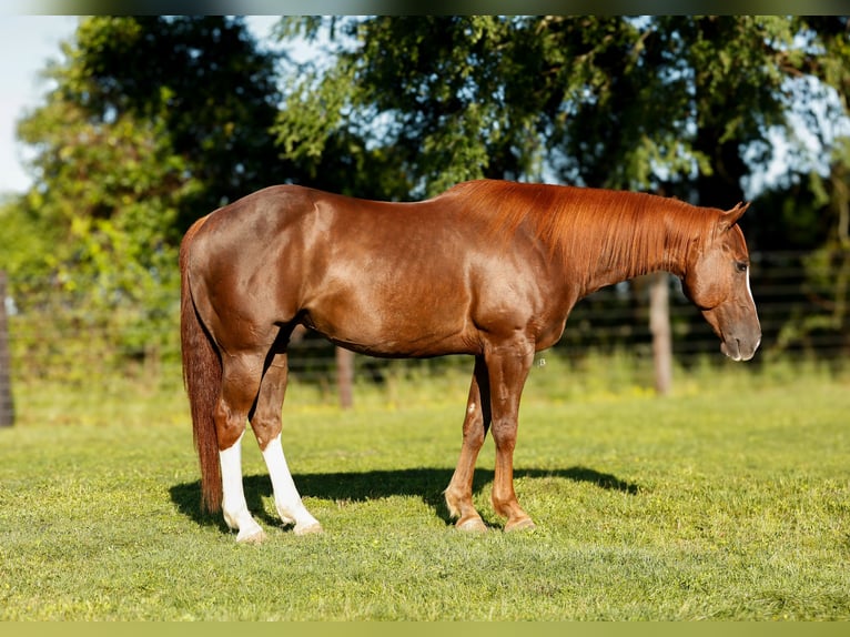 American Quarter Horse Castrone 8 Anni 150 cm Sauro ciliegia in Lufkin, TX