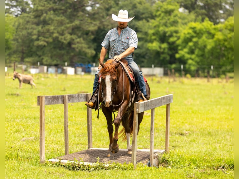 American Quarter Horse Castrone 8 Anni 150 cm Sauro ciliegia in Lufkin, TX