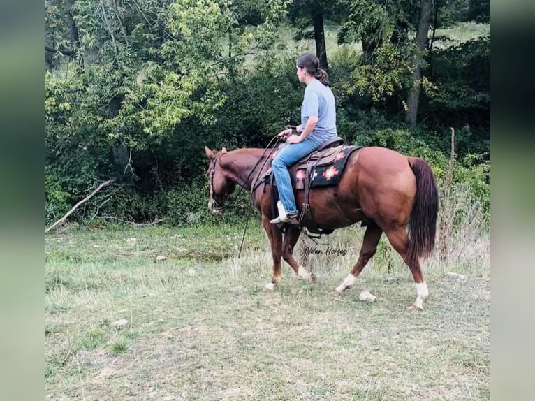 American Quarter Horse Castrone 8 Anni 150 cm Sauro ciliegia in Peosta, IA