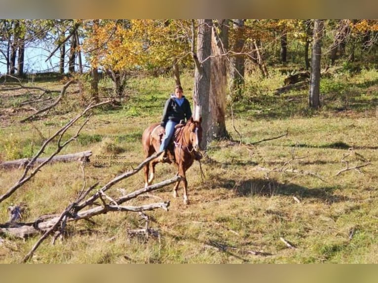 American Quarter Horse Castrone 8 Anni 150 cm Sauro ciliegia in Peosta, IA