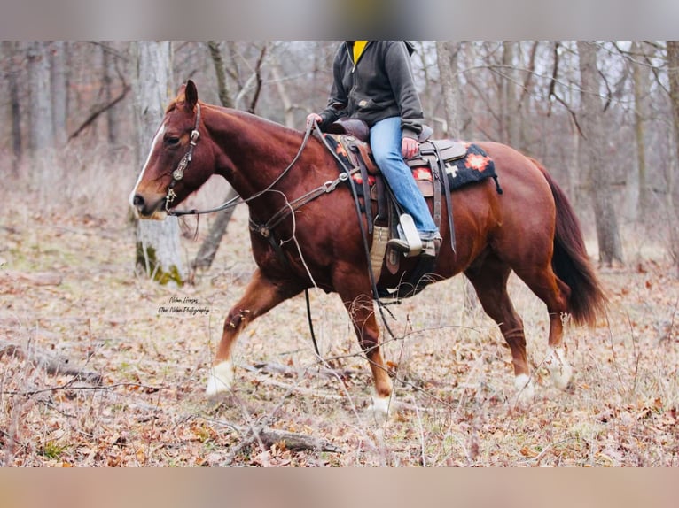 American Quarter Horse Castrone 8 Anni 150 cm Sauro ciliegia in Peosta, IA