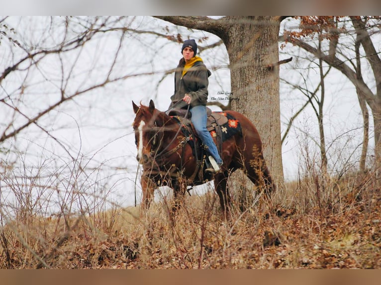 American Quarter Horse Castrone 8 Anni 150 cm Sauro ciliegia in Peosta, IA