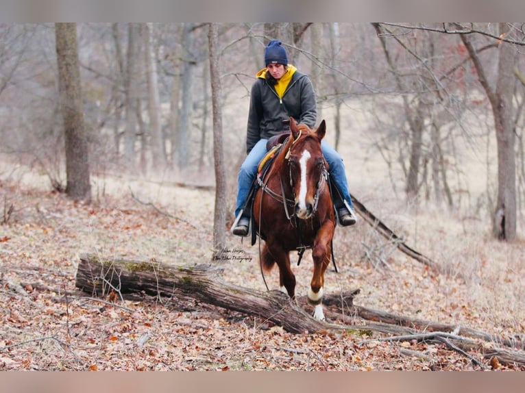 American Quarter Horse Castrone 8 Anni 150 cm Sauro ciliegia in Peosta, IA