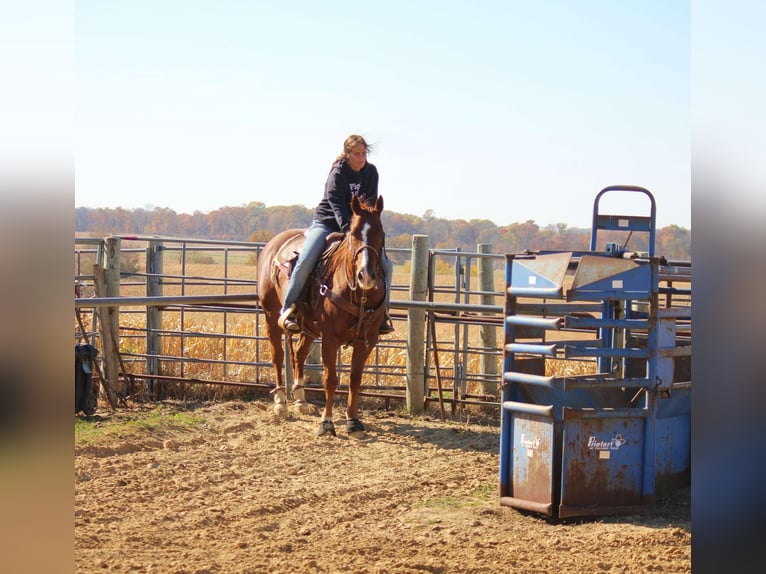 American Quarter Horse Castrone 8 Anni 150 cm Sauro ciliegia in Peosta, IA