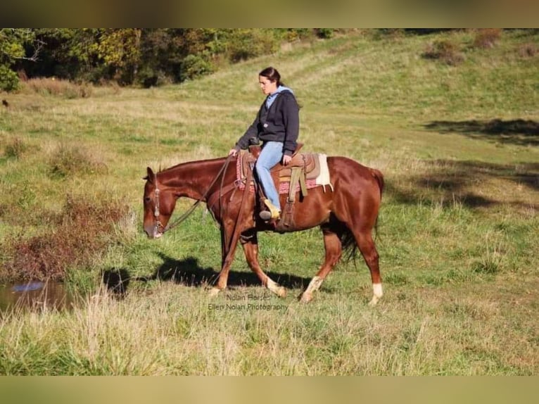 American Quarter Horse Castrone 8 Anni 150 cm Sauro ciliegia in Peosta, IA