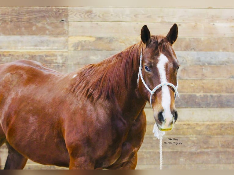 American Quarter Horse Castrone 8 Anni 150 cm Sauro ciliegia in Peosta, IA