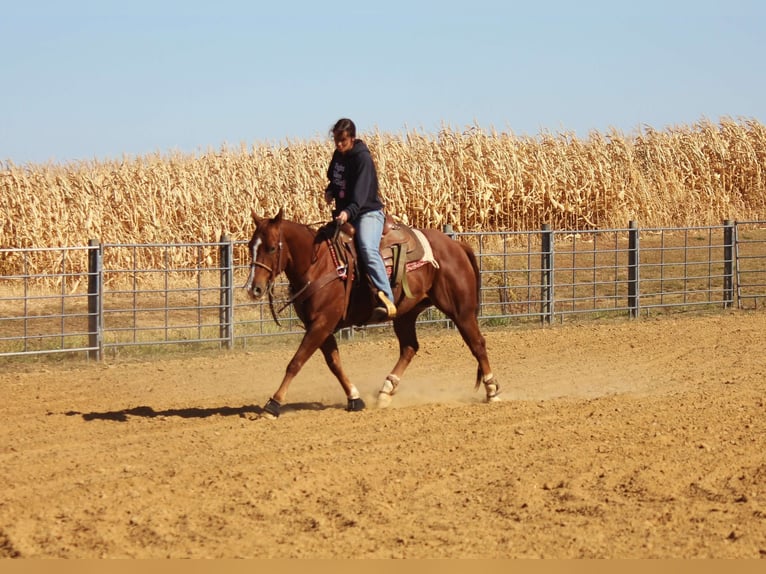 American Quarter Horse Castrone 8 Anni 150 cm Sauro ciliegia in Peosta, IA