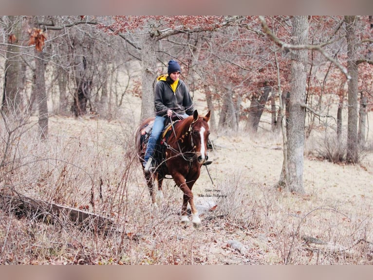 American Quarter Horse Castrone 8 Anni 150 cm Sauro ciliegia in Peosta, IA