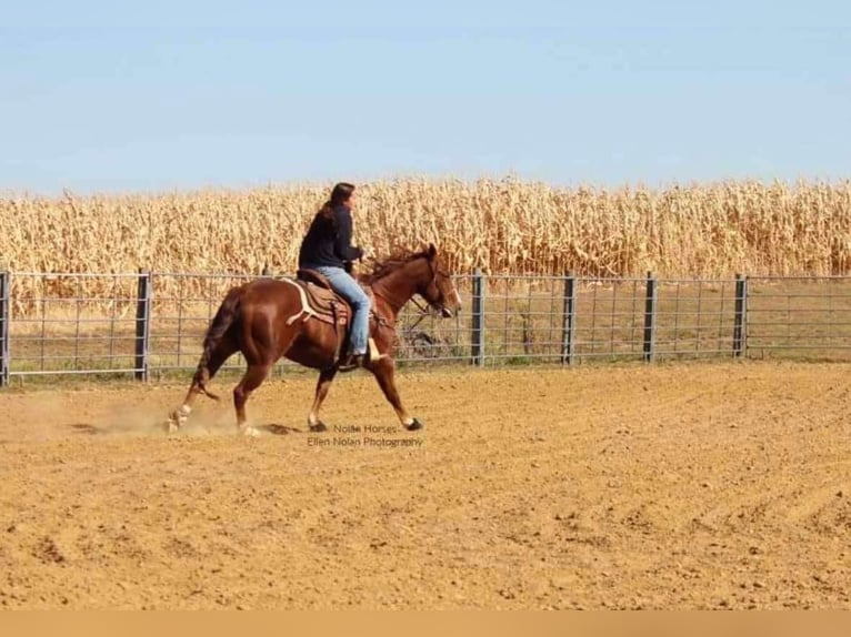 American Quarter Horse Castrone 8 Anni 150 cm Sauro ciliegia in Peosta, IA