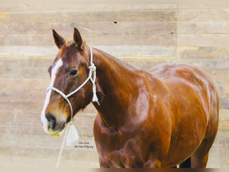 American Quarter Horse Castrone 8 Anni 150 cm Sauro ciliegia in Peosta, IA