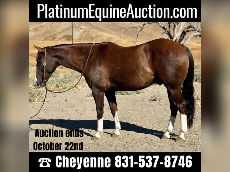 American Quarter Horse Castrone 8 Anni 150 cm Sauro scuro in Bitterwater CA