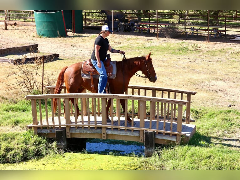 American Quarter Horse Castrone 8 Anni 150 cm Sauro scuro in Valley Springs CA