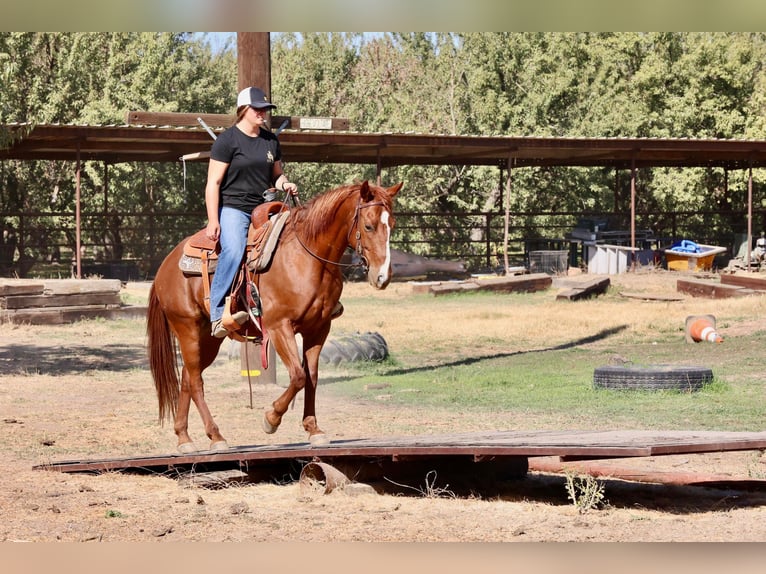 American Quarter Horse Castrone 8 Anni 150 cm Sauro scuro in Valley Springs CA