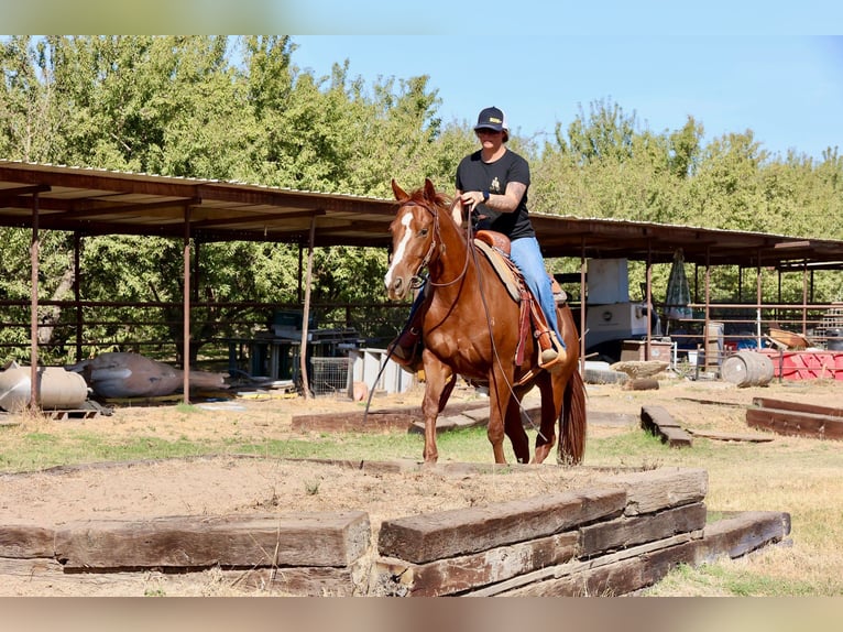 American Quarter Horse Castrone 8 Anni 150 cm Sauro scuro in Valley Springs CA