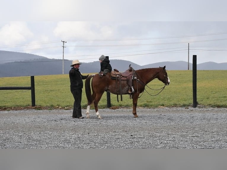 American Quarter Horse Castrone 8 Anni 150 cm Sauro scuro in Rebersburg