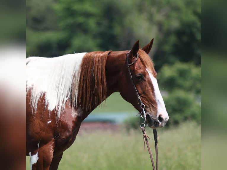 American Quarter Horse Castrone 8 Anni 150 cm Tobiano-tutti i colori in Brodhead KY