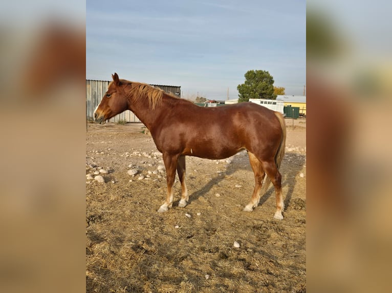 American Quarter Horse Castrone 8 Anni 152 cm Baio in Fort Worth Texas