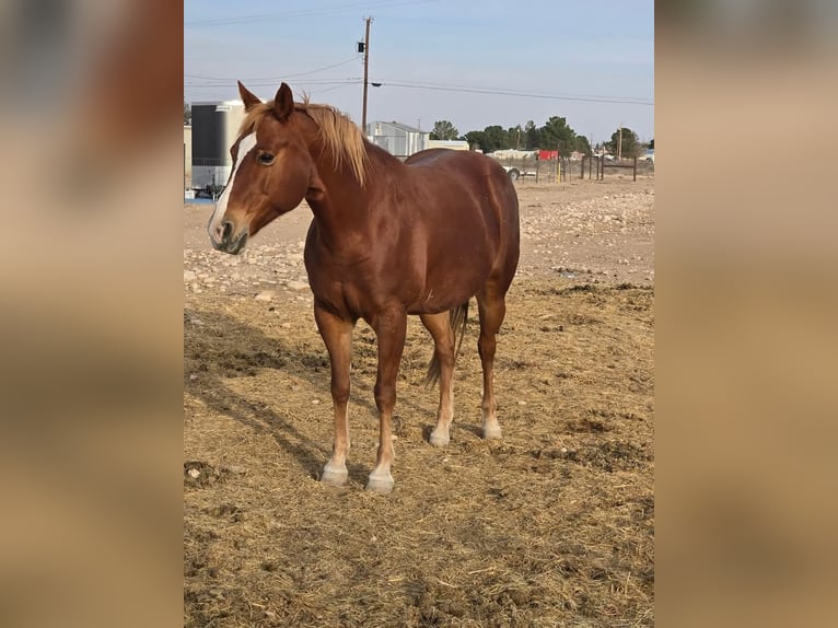 American Quarter Horse Castrone 8 Anni 152 cm Baio in Fort Worth Texas