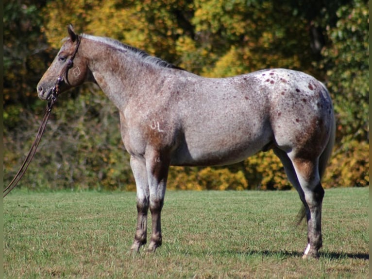 American Quarter Horse Castrone 8 Anni 152 cm Baio ciliegia in Mount Vernon KY