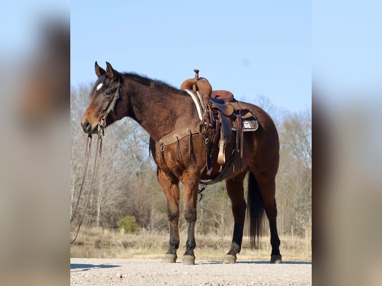 American Quarter Horse Castrone 8 Anni 152 cm Baio ciliegia in Canton TX
