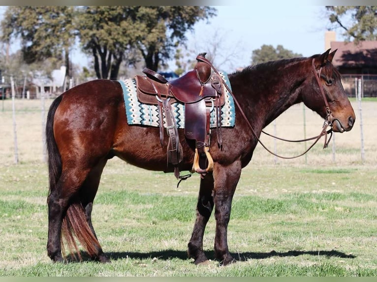 American Quarter Horse Castrone 8 Anni 152 cm Baio ciliegia in Lipan TX