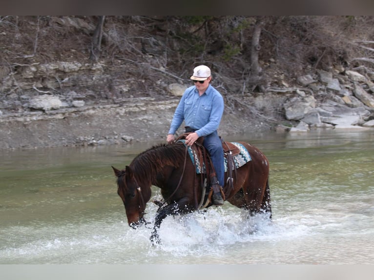 American Quarter Horse Castrone 8 Anni 152 cm Baio ciliegia in Lipan TX