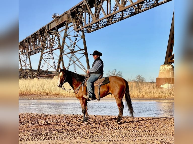 American Quarter Horse Castrone 8 Anni 152 cm Baio ciliegia in Lisbon IA