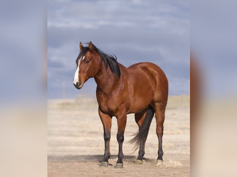 American Quarter Horse Castrone 8 Anni 152 cm Baio ciliegia in Lisbon IA