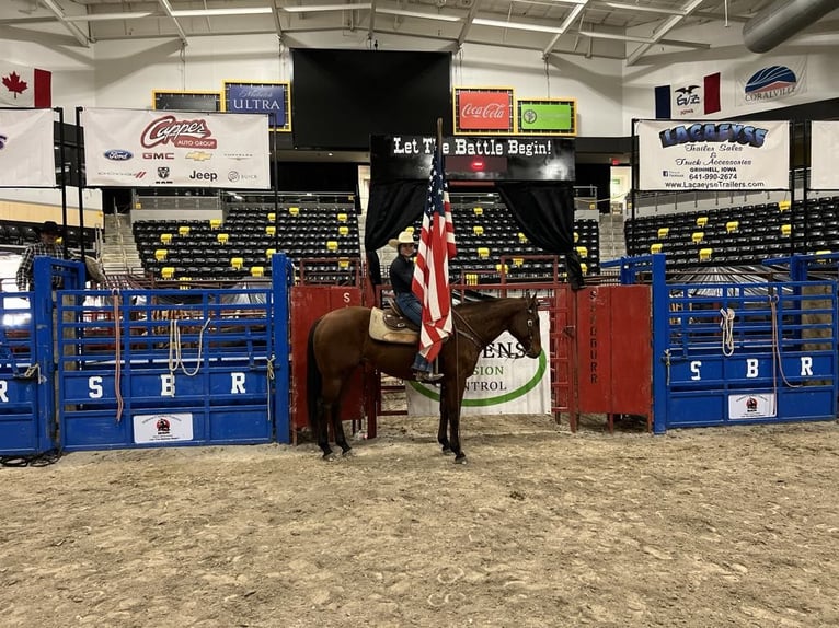 American Quarter Horse Castrone 8 Anni 152 cm Baio ciliegia in Lisbon IA