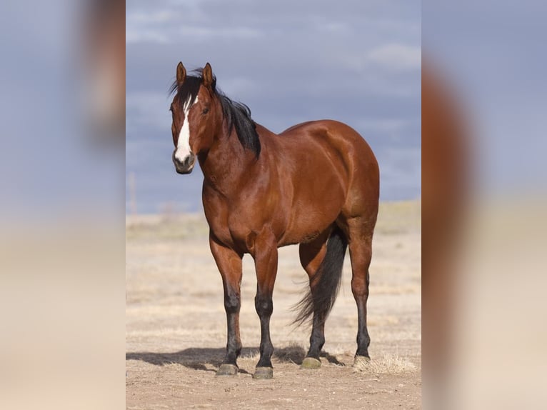 American Quarter Horse Castrone 8 Anni 152 cm Baio ciliegia in Lisbon IA