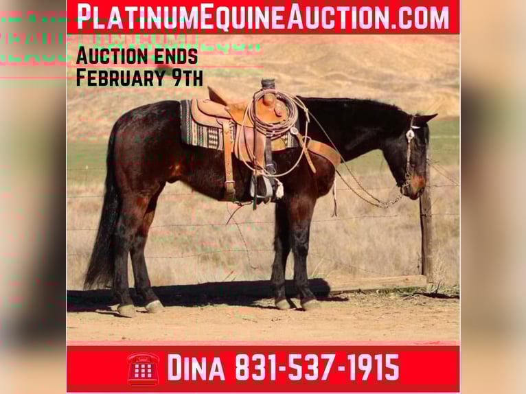 American Quarter Horse Castrone 8 Anni 152 cm Baio ciliegia in Paicines CA