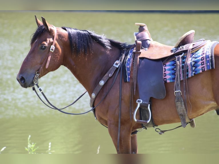 American Quarter Horse Castrone 8 Anni 152 cm Baio ciliegia in Tompkinsville KY