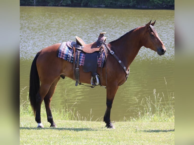 American Quarter Horse Castrone 8 Anni 152 cm Baio ciliegia in Tompkinsville KY