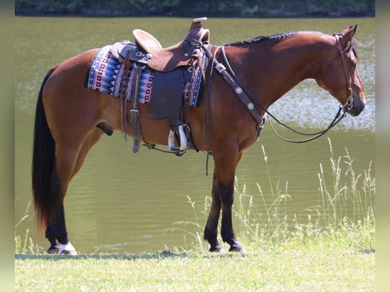 American Quarter Horse Castrone 8 Anni 152 cm Baio ciliegia in Tompkinsville KY