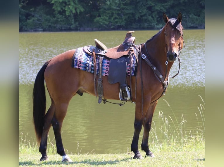 American Quarter Horse Castrone 8 Anni 152 cm Baio ciliegia in Tompkinsville KY