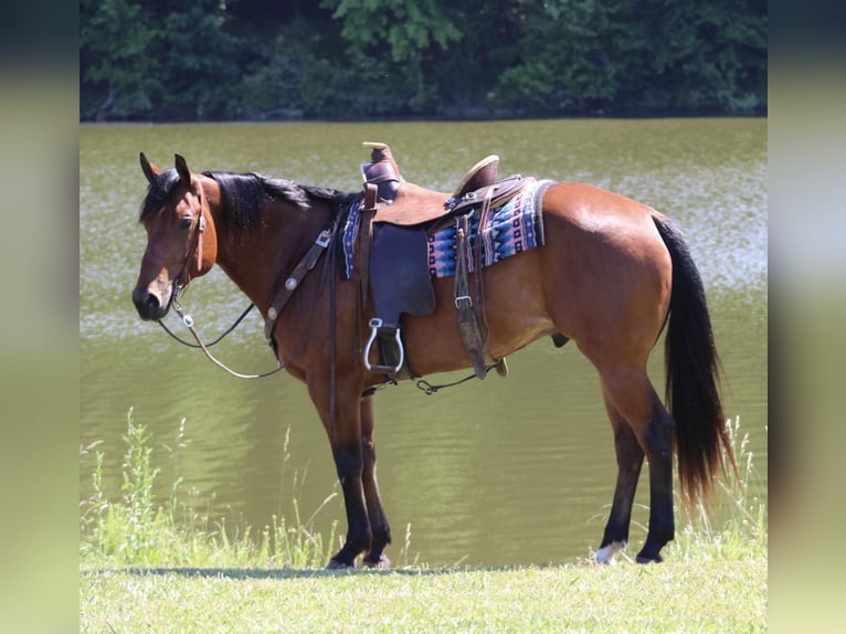 American Quarter Horse Castrone 8 Anni 152 cm Baio ciliegia in Tompkinsville KY