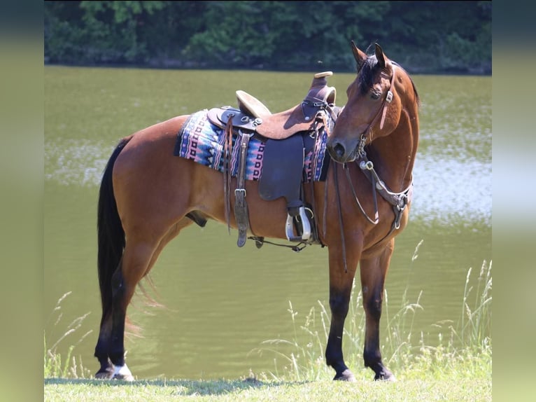 American Quarter Horse Castrone 8 Anni 152 cm Baio ciliegia in Tompkinsville KY