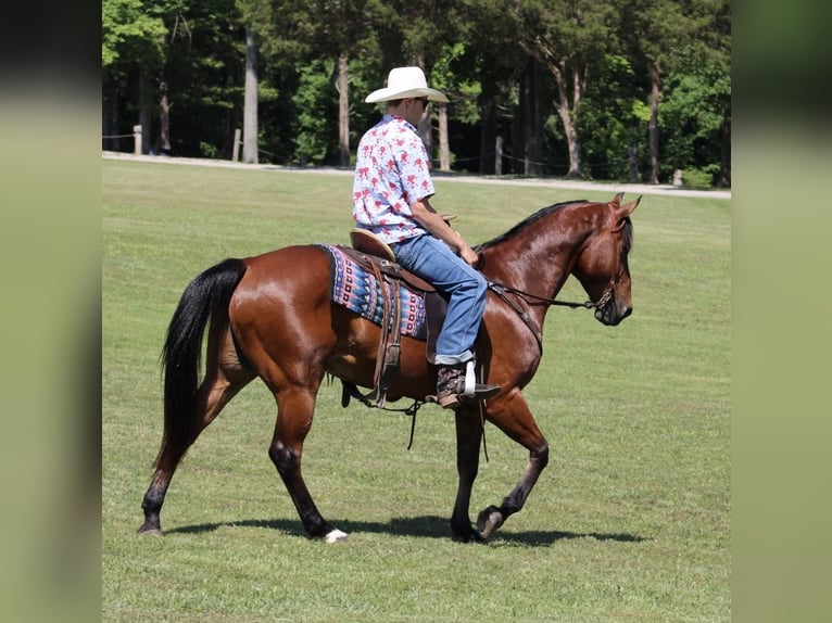 American Quarter Horse Castrone 8 Anni 152 cm Baio ciliegia in Tompkinsville KY