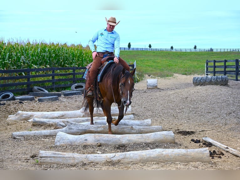 American Quarter Horse Castrone 8 Anni 152 cm Baio ciliegia in Wooster OH