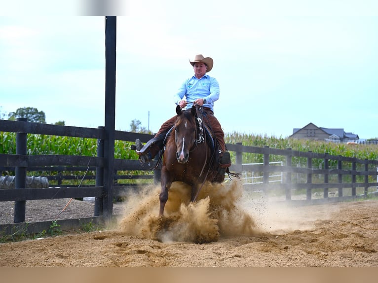 American Quarter Horse Castrone 8 Anni 152 cm Baio ciliegia in Wooster OH