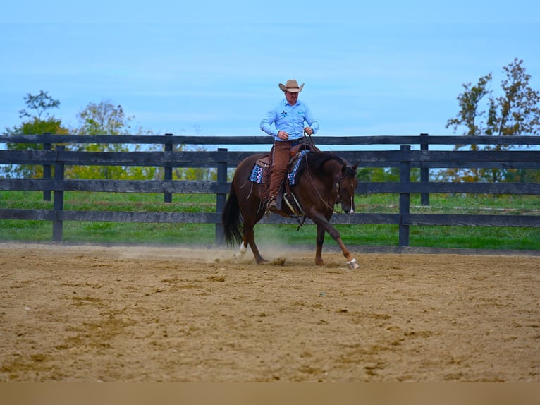 American Quarter Horse Castrone 8 Anni 152 cm Baio ciliegia in Wooster OH