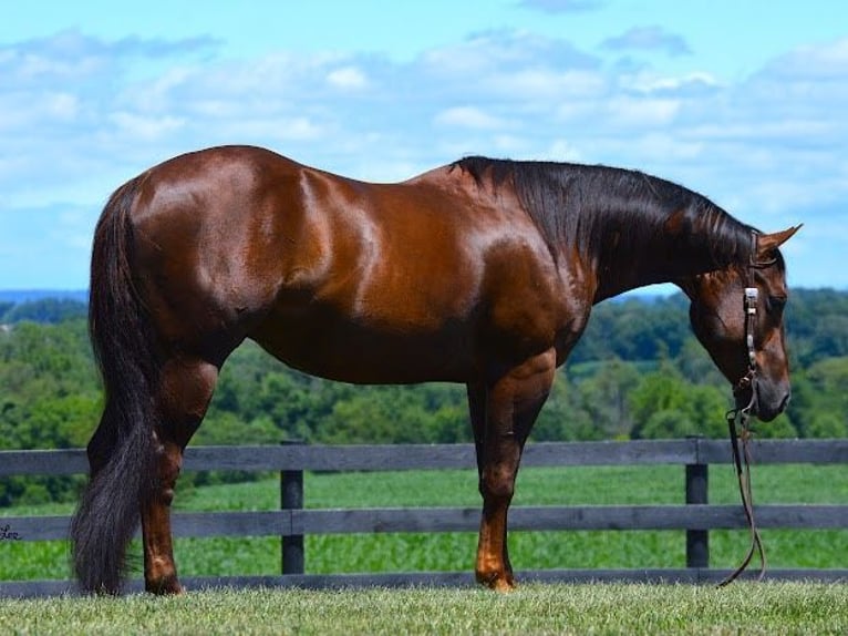 American Quarter Horse Castrone 8 Anni 152 cm Baio ciliegia in Wooster OH