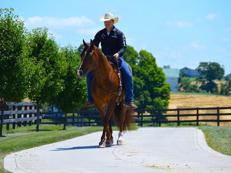 American Quarter Horse Castrone 8 Anni 152 cm Baio ciliegia in Wooster OH