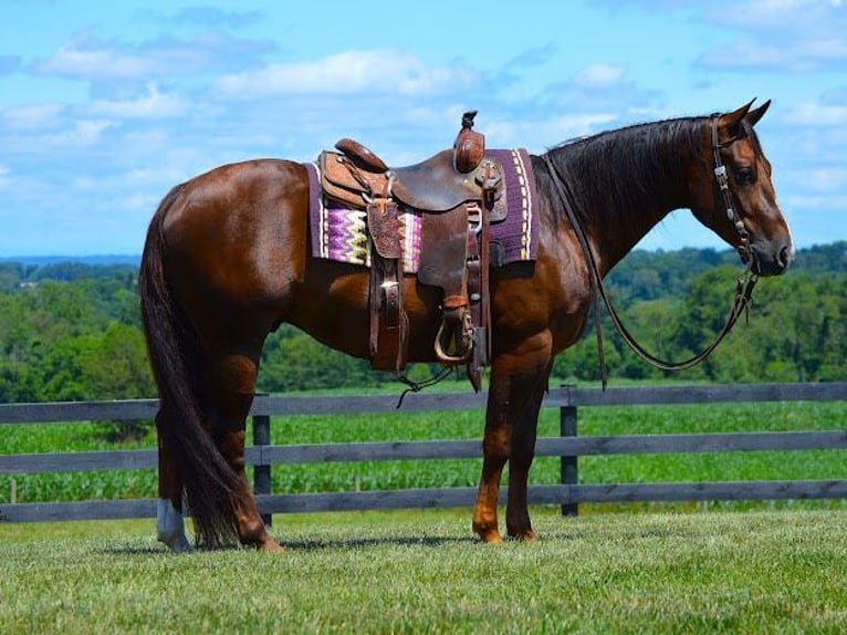 American Quarter Horse Castrone 8 Anni 152 cm Baio ciliegia in Wooster OH