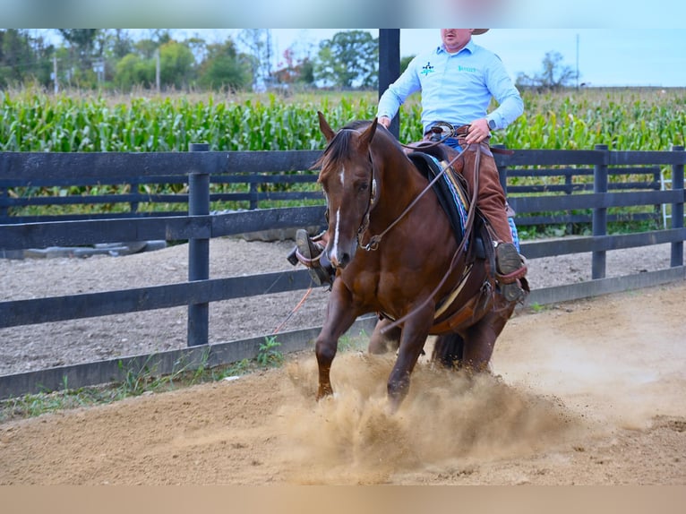 American Quarter Horse Castrone 8 Anni 152 cm Baio ciliegia in Wooster OH