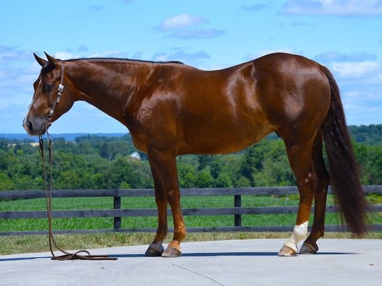 American Quarter Horse Castrone 8 Anni 152 cm Baio ciliegia in Wooster OH