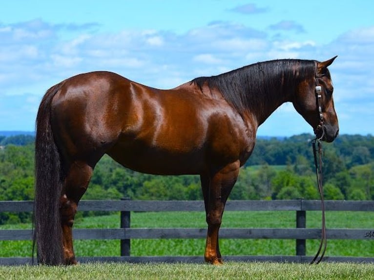 American Quarter Horse Castrone 8 Anni 152 cm Baio ciliegia in Wooster OH