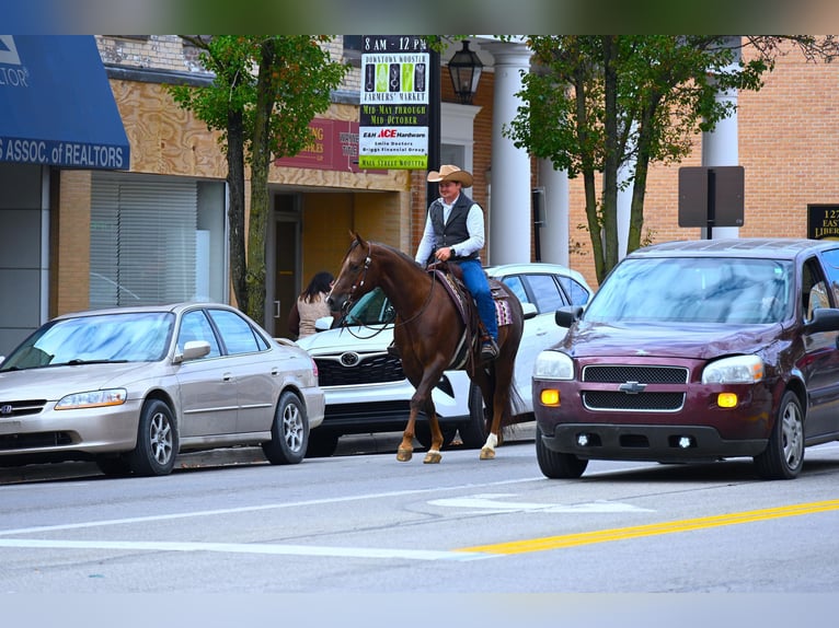 American Quarter Horse Castrone 8 Anni 152 cm Baio ciliegia in Wooster OH